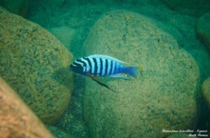 Metriaclima fainzilberi 'Ngwasi'